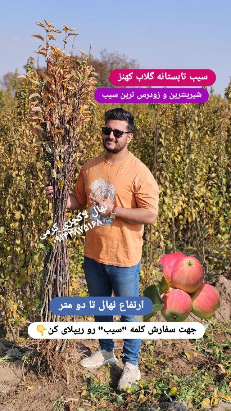 نهال لاکچری. کاتالوگ سیب