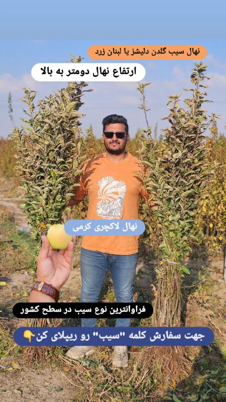 نمونه نهال سیب گلدن دلیشز یا …