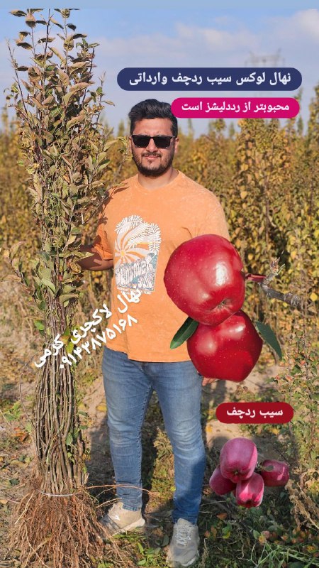 نمونه نهال سیب ردچف موجود در …