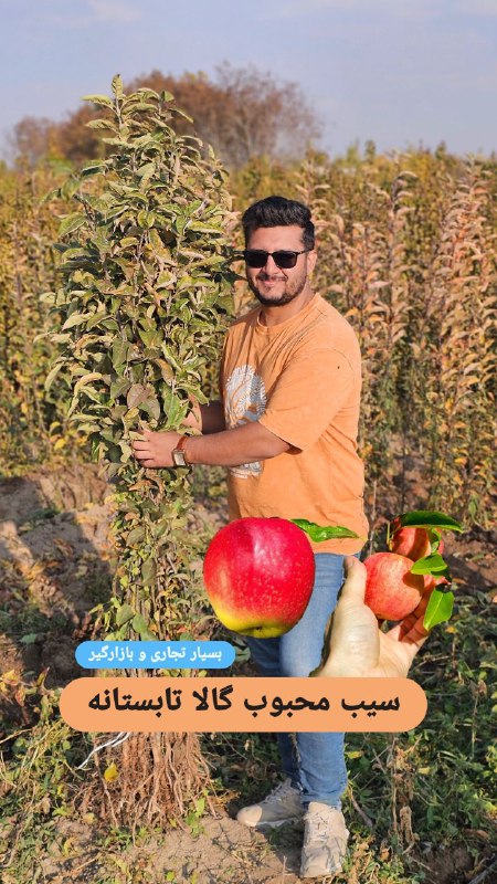نمونه نهال سیب گالا موجود در …