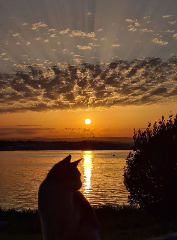 *Bir gün daha akşama kavuştu.*..