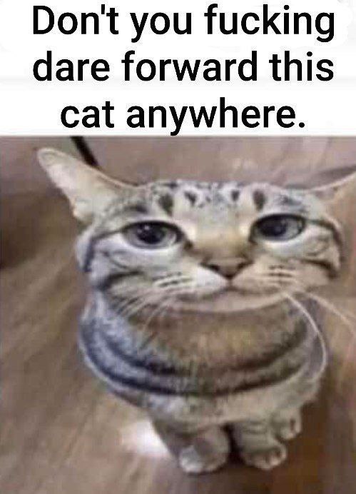 sillyposting
