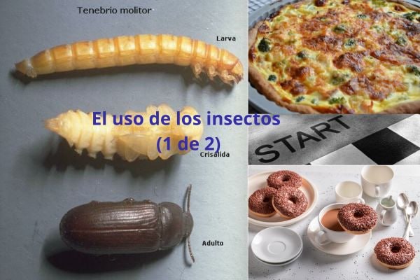 EL USO DE LOS INSECTOS (1 …