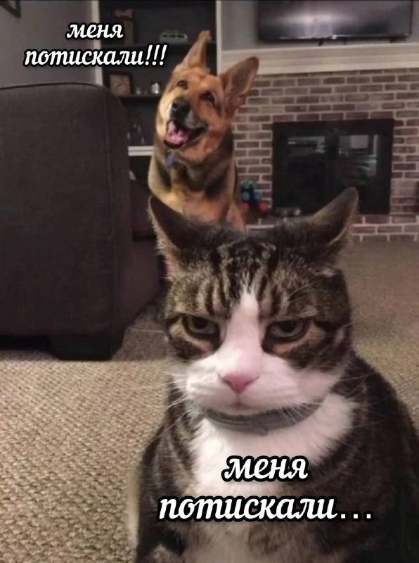 ПОЛЫХАЙ ᓚᘏᗢ
