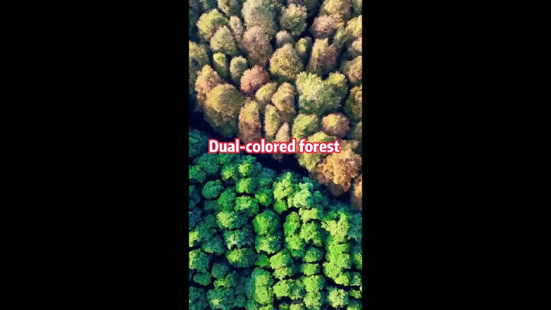 [[#Xinhua](?q=%23Xinhua)] **Dual-colored forest in China's Chongqing**