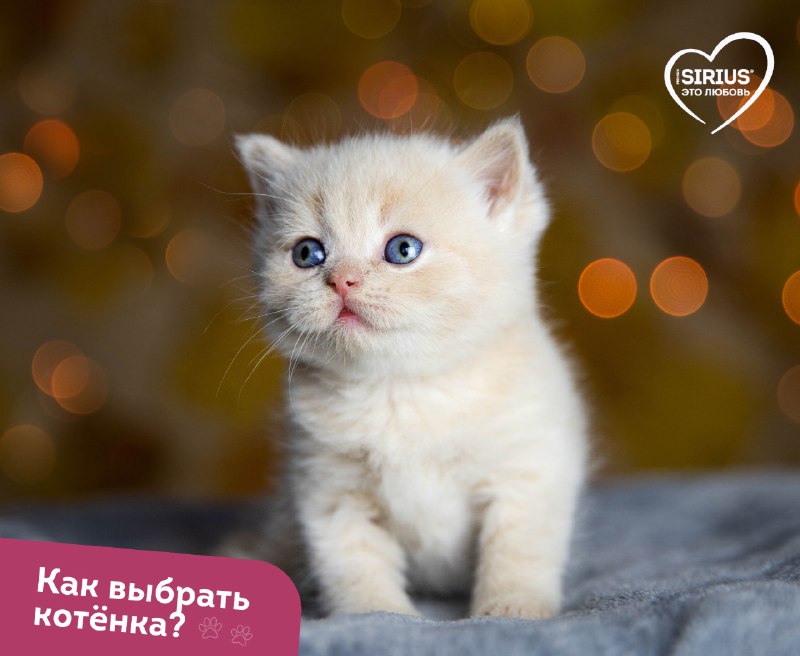 ***🎄******🐈*** Новый Год — это время …