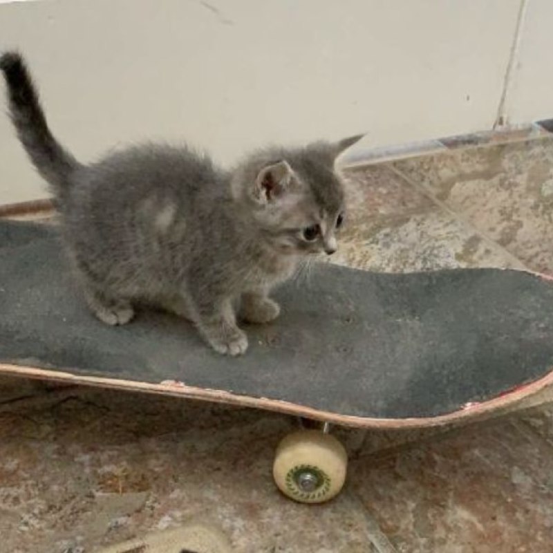 SKATECAT | COMMUNITY is being protected …