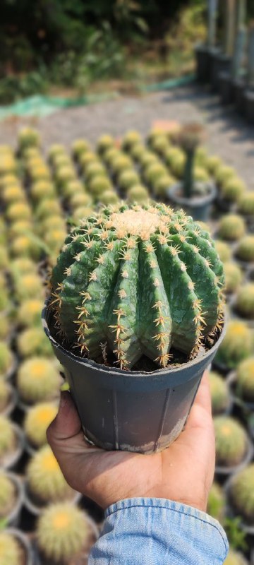 Sky cactus