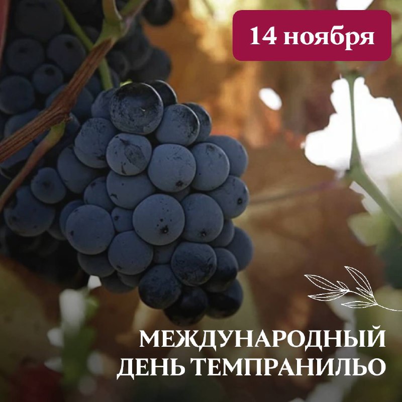 ***🍇*** **Международный день Темпранильо**