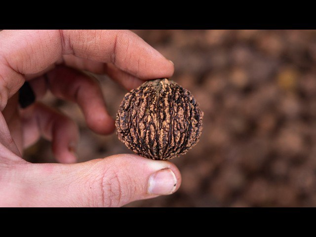 Black Walnut harvesting