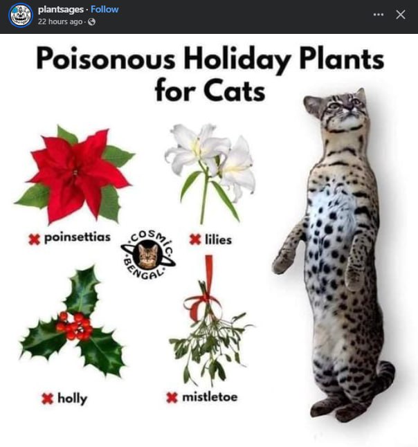 Poisonous holiday plants for cats