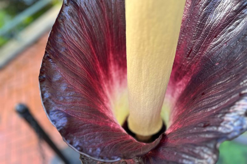 [Rare and Stinky 'Corpse Flower' Blooms …