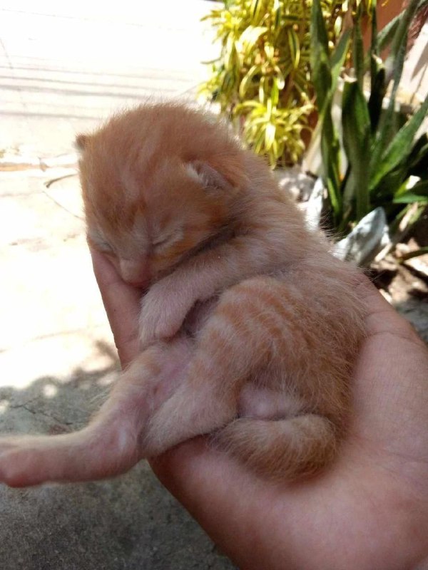 Tiny kittens ₛₘₒₗposting