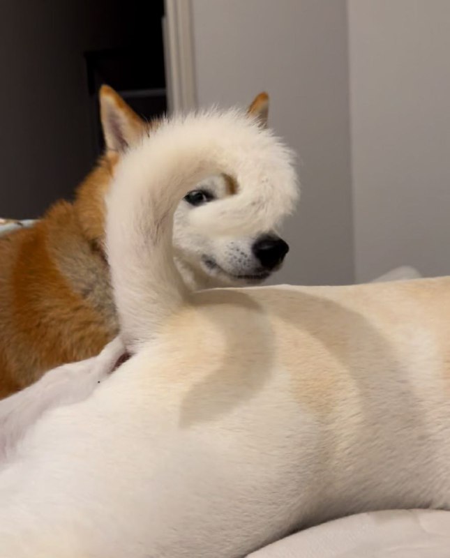 Собачки 🐶