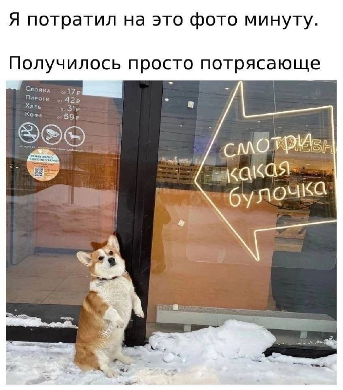 Собачки 🐶