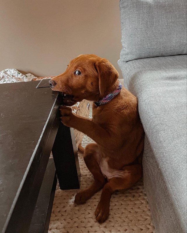 Собачки 🐶