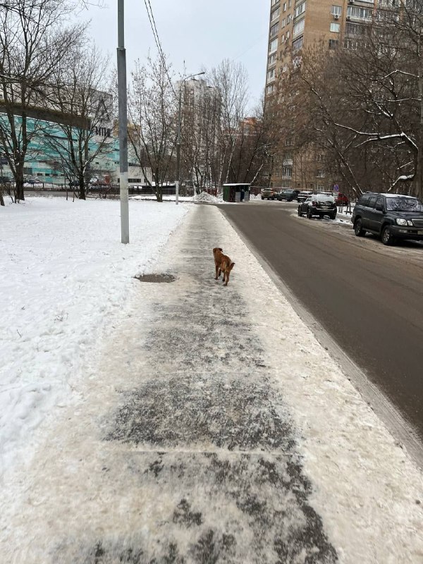 Собаки и кошки. Ясенево