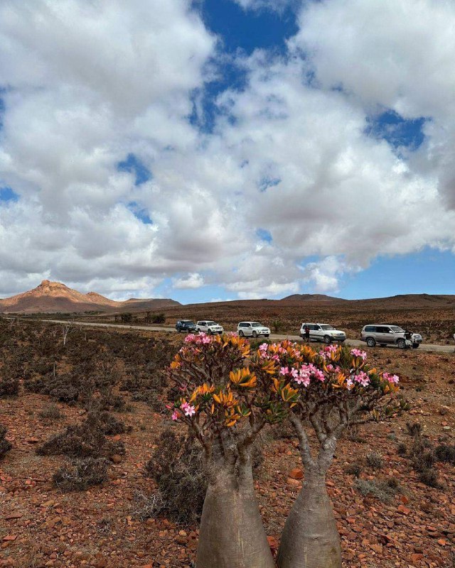 Adventure awaits in [#Socotra](?q=%23Socotra).