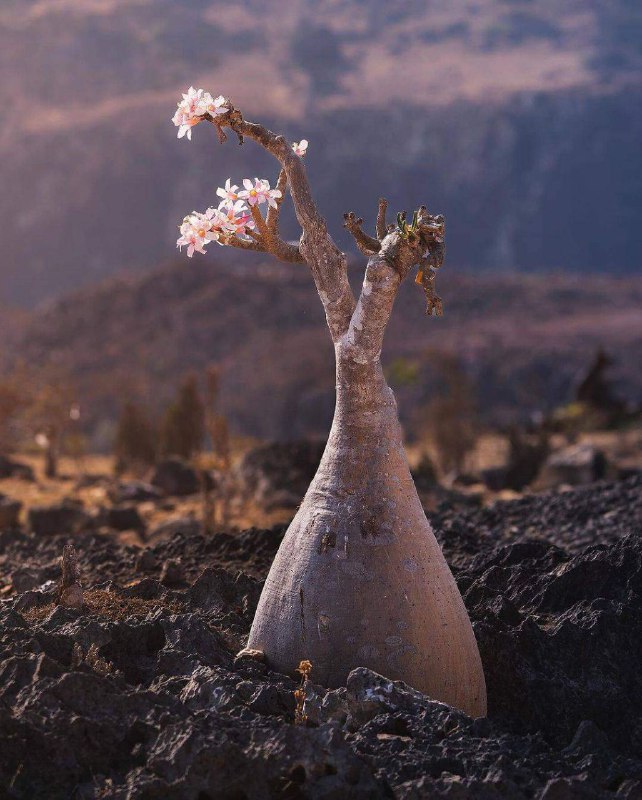 Socotra | سقطرى