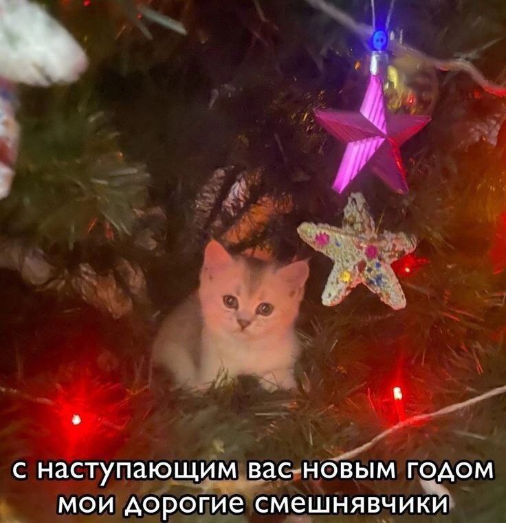 *ну что, котятки