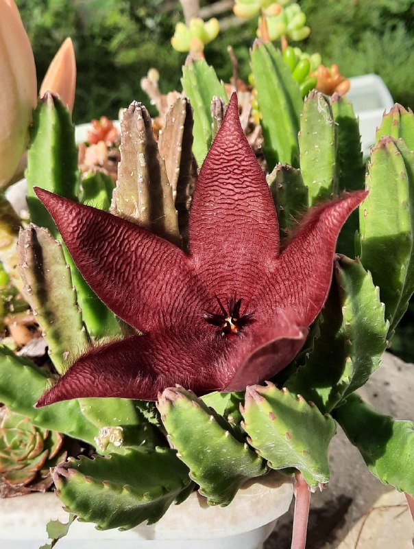 Stapelia Grandiflora решила попривлекать мух.