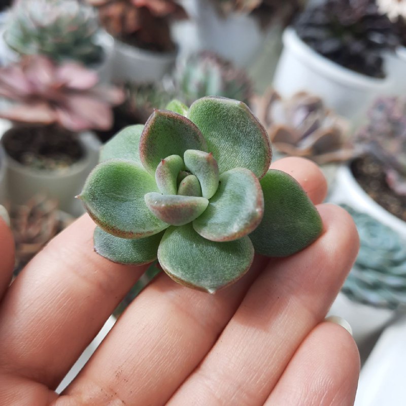 Echeveria Ariana. Тоже с потенциалом деточка.