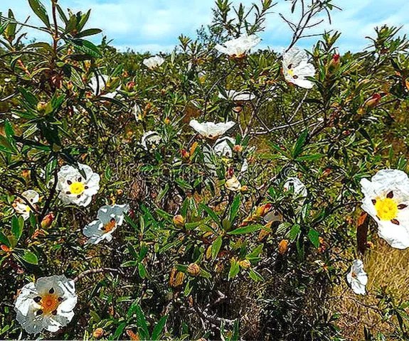 Propiedades medicinales de la jara ***🌿***