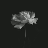 [‏"إنَّ معَ العُسْرِ يُسْراً‏"صَدَق اللهُ ‏وكَذَبَتْ …