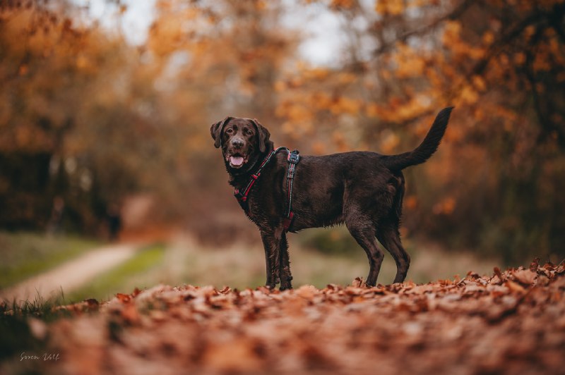 Soren's happy little photography