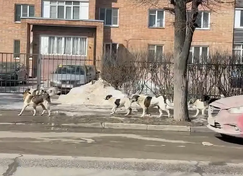 По улице Введенской бегает стая из …