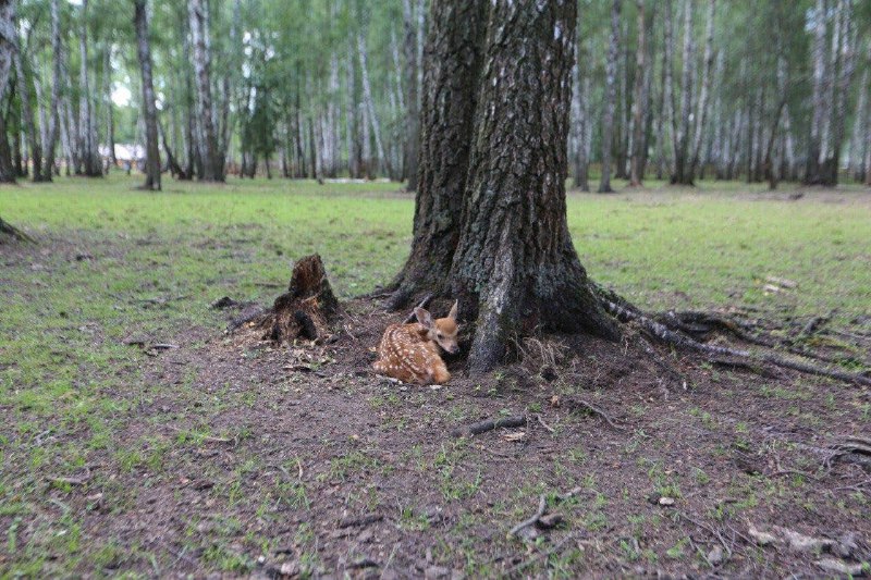 ***🥹*** На биостанции в «Лосином острове» …