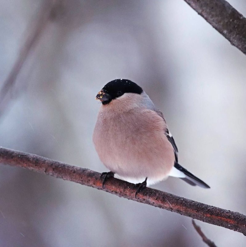 ***🐦*** Милые снегири были замечены в …