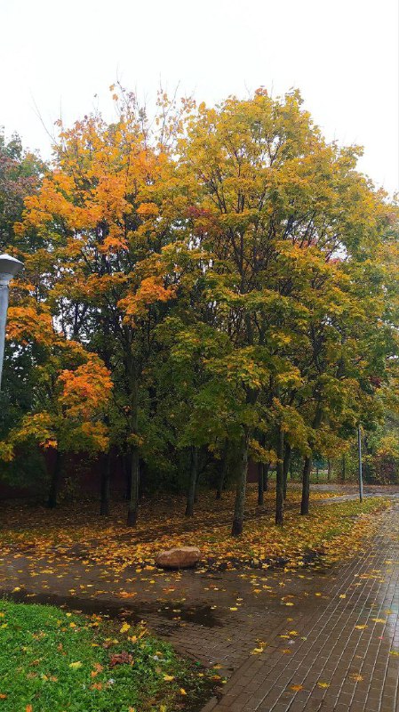 СОСЕДИ Дмитровский