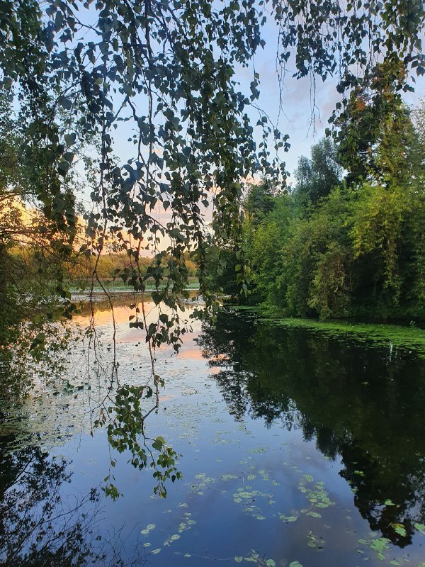 Прекрасный Серебряный бор ***🌳***