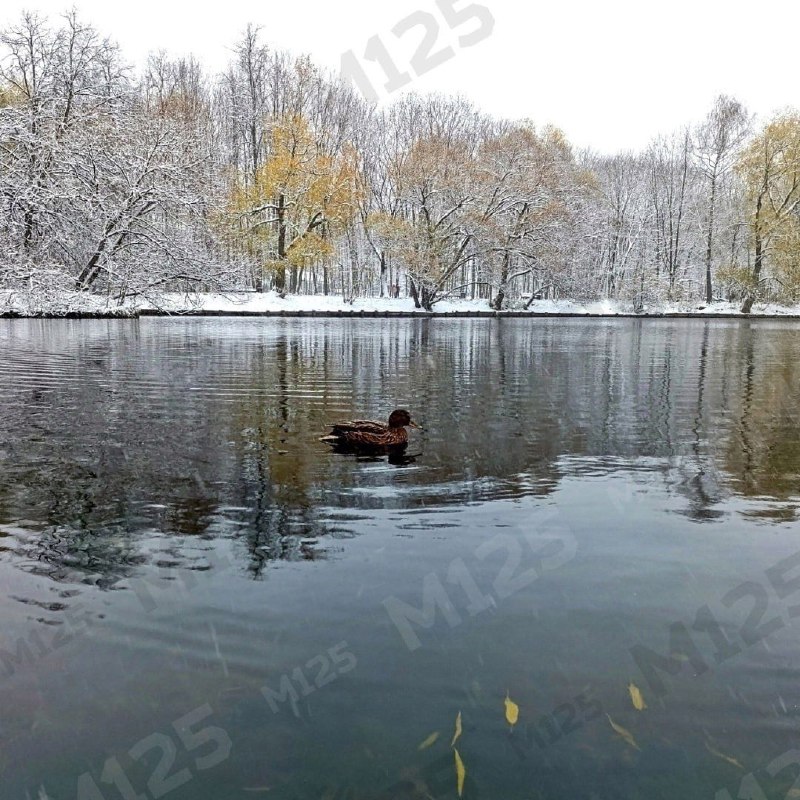 **Доброе утро соседи, Ломоносовский!**