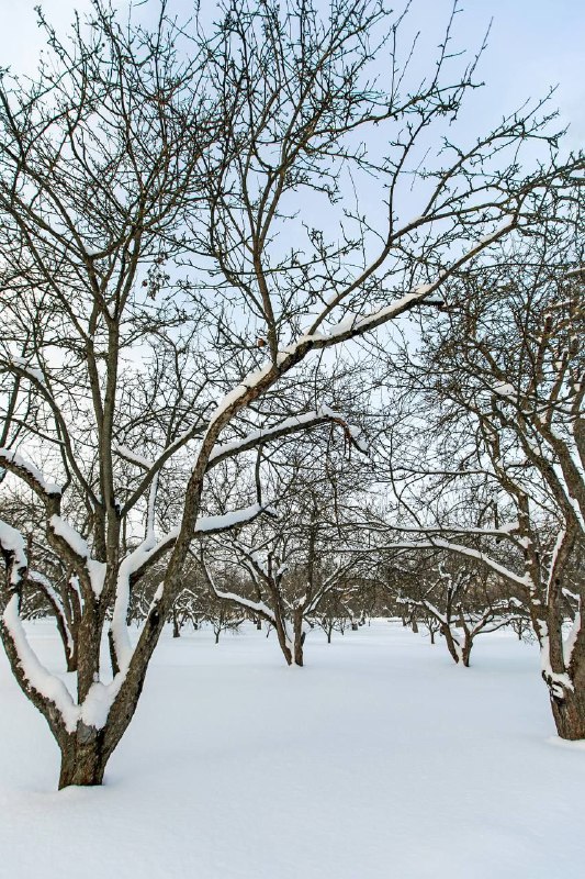 ***❄️*** Зимняя сказка в Коломенском