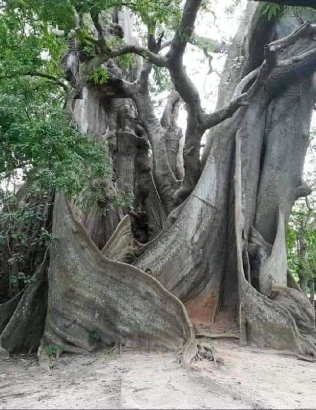 ¡Árbol de olivo de 4000 años …