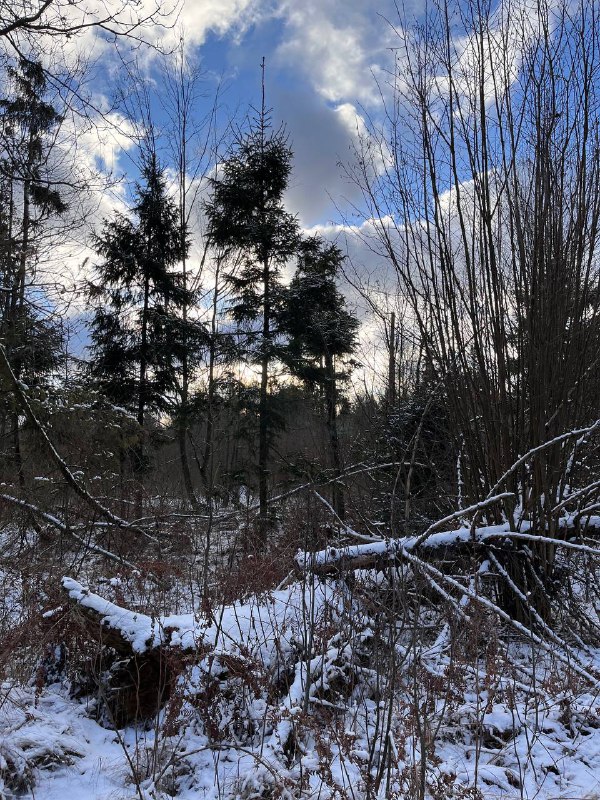 spring echoes