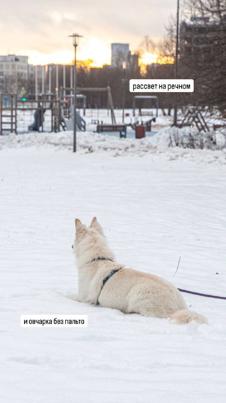 Sputnik.dog зоопсихология, поведение собак