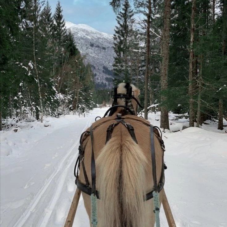 КСК " Lavender_Horses "