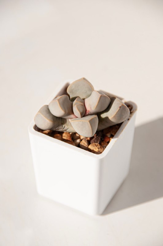 lapidaria margaretae