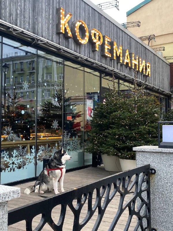 Встретить на улице собаку это всегда …