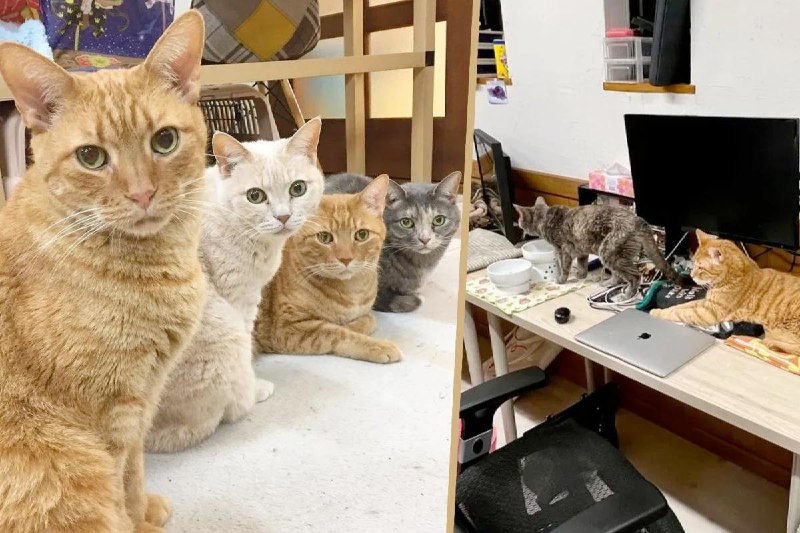 Японская IT-компания [наняла](https://www.scmp.com/news/people-culture/article/3277164/japan-company-wows-social-media-cat-staff-office-clerk-auditor-even-chaircat?module=perpetual_scroll_0&amp;pgtype=article) 10 кошек в …