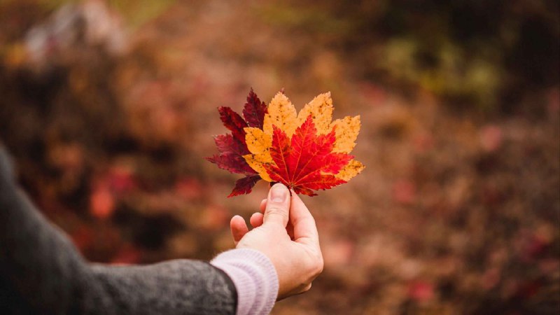 **Дайджест полезных постов октября***🍁*****