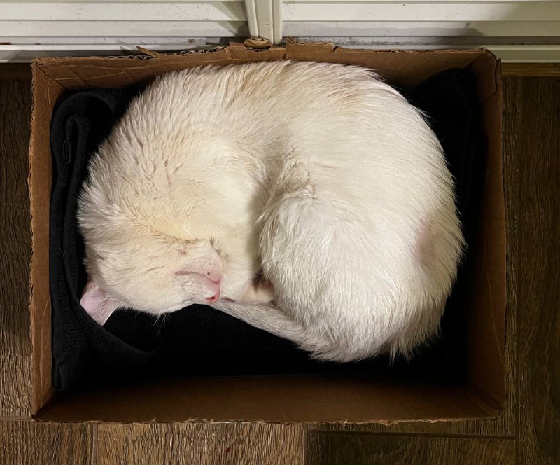 CAT SHAPED BOX