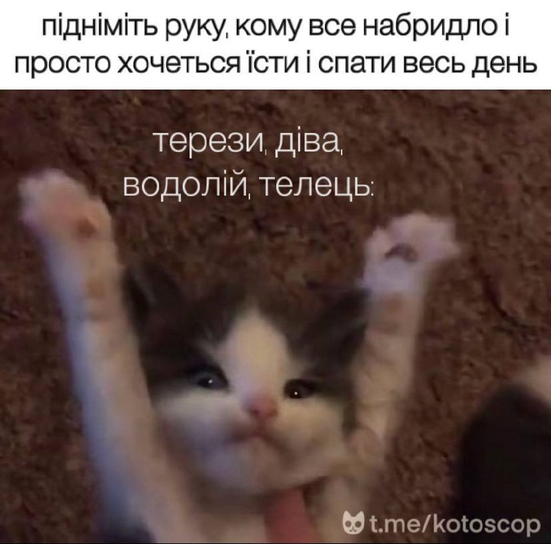 ***🐈*****Затишний** [**ГОРОСКОП канал**](https://t.me/kotoscop) **з котиками і …