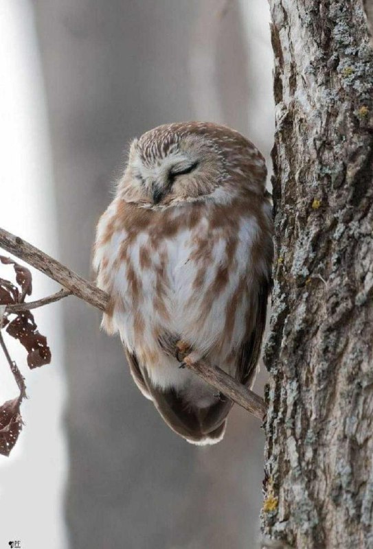 [#owl](?q=%23owl) [#owlsarenotwhattheyseem](?q=%23owlsarenotwhattheyseem) [#tree](?q=%23tree) [#forest](?q=%23forest) [#nature](?q=%23nature)