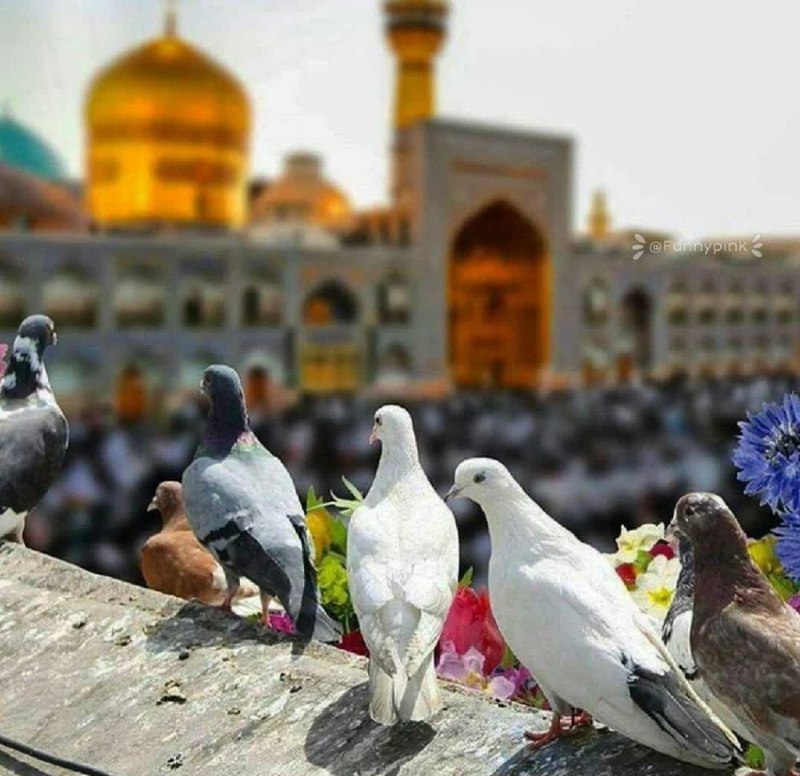 -پناهت‌که‌امام‌رضاباشه‌جوونه‌می‌زنی