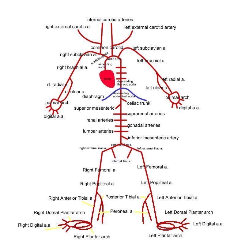 صورة تختصر اهم ال arteries في …