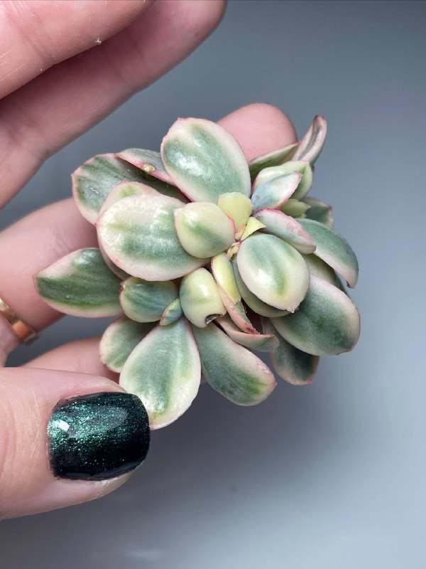 Echeveria Julia Cristata Variegata 1100₽